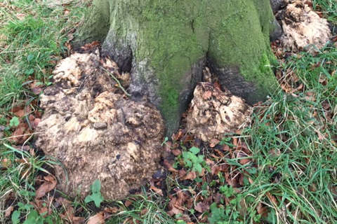 meripilus on a beech tree