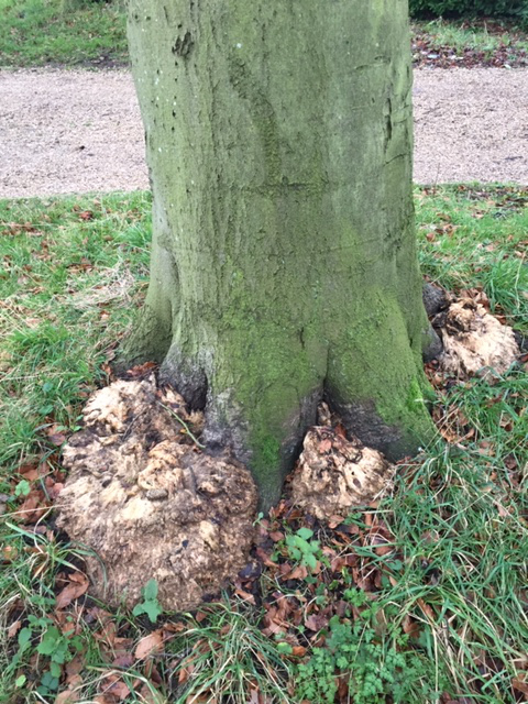 Meripilus on a beech tree