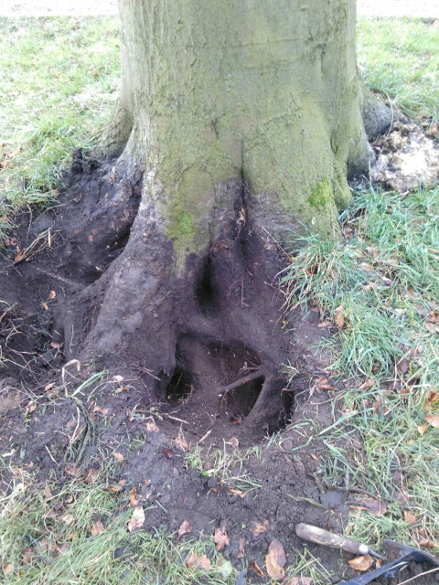 Meripilus on a beech tree