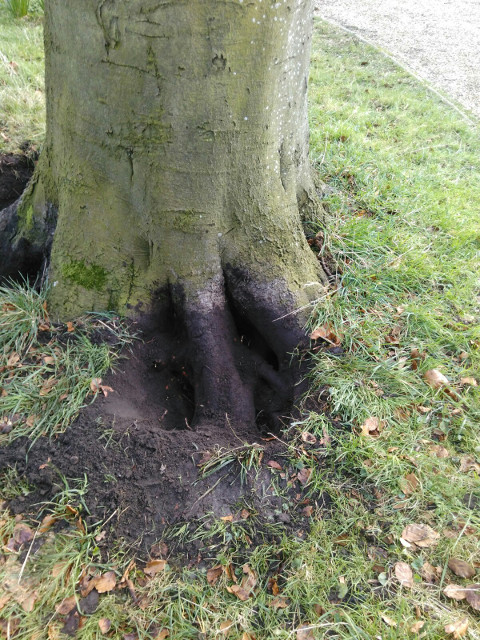 Meripilus on a beech tree